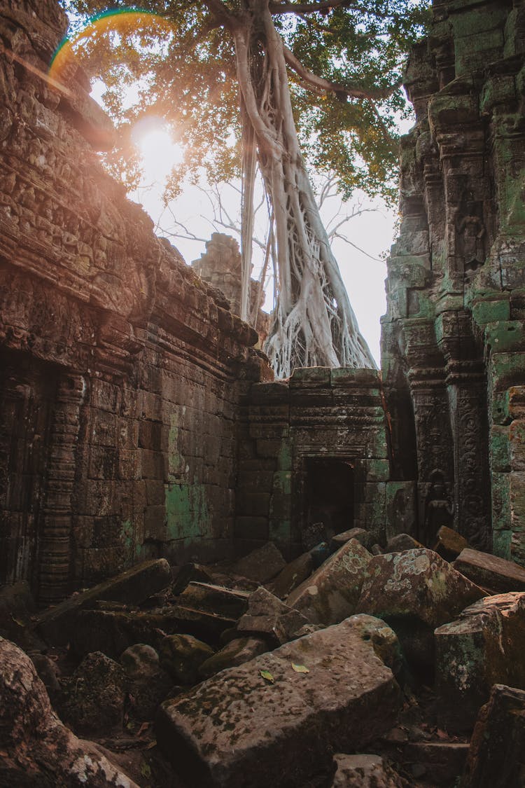 An Ancient Temple Of Ta Prohm Beside A Giant Tree