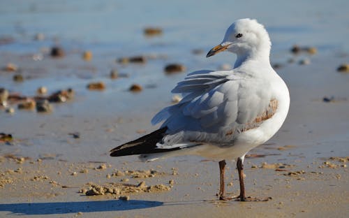 Free White Bird on Brown Sand Stock Photo