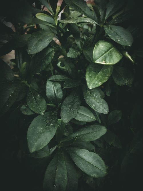 Free Close-up of dark green foliage with natural light capturing the texture and freshness of leaves. Stock Photo