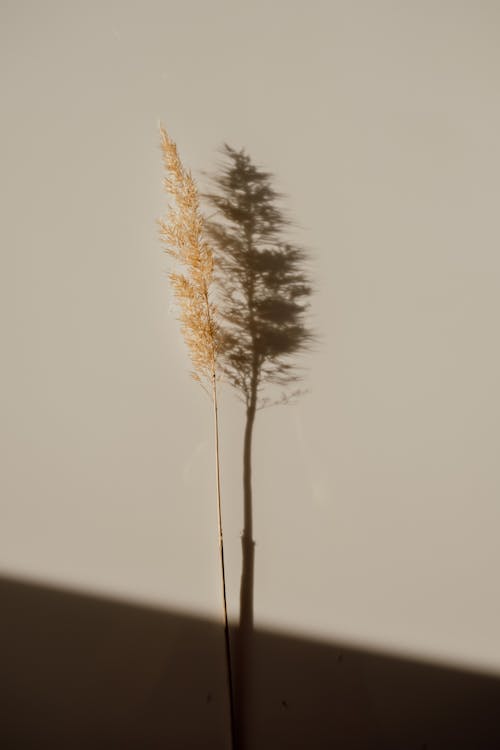 Foto profissional grátis de ao ar livre, fundo branco, grama