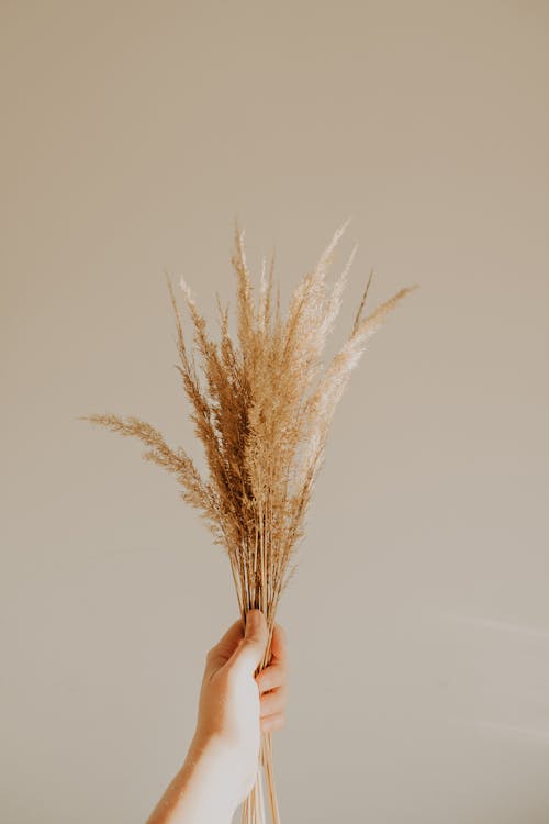Free Person Holding Reeds of Grass Stock Photo