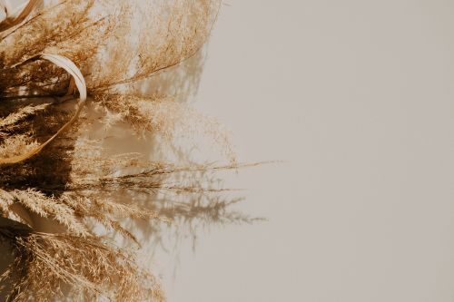 Free Minimalist composition of a dried grass bouquet against a light background with ample copy space. Stock Photo