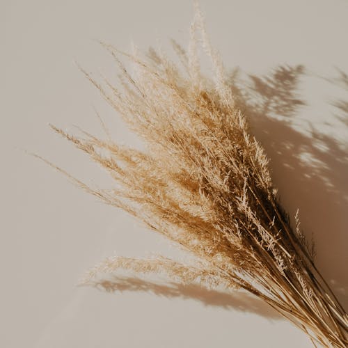 Brown Grass Flowers on White Surface
