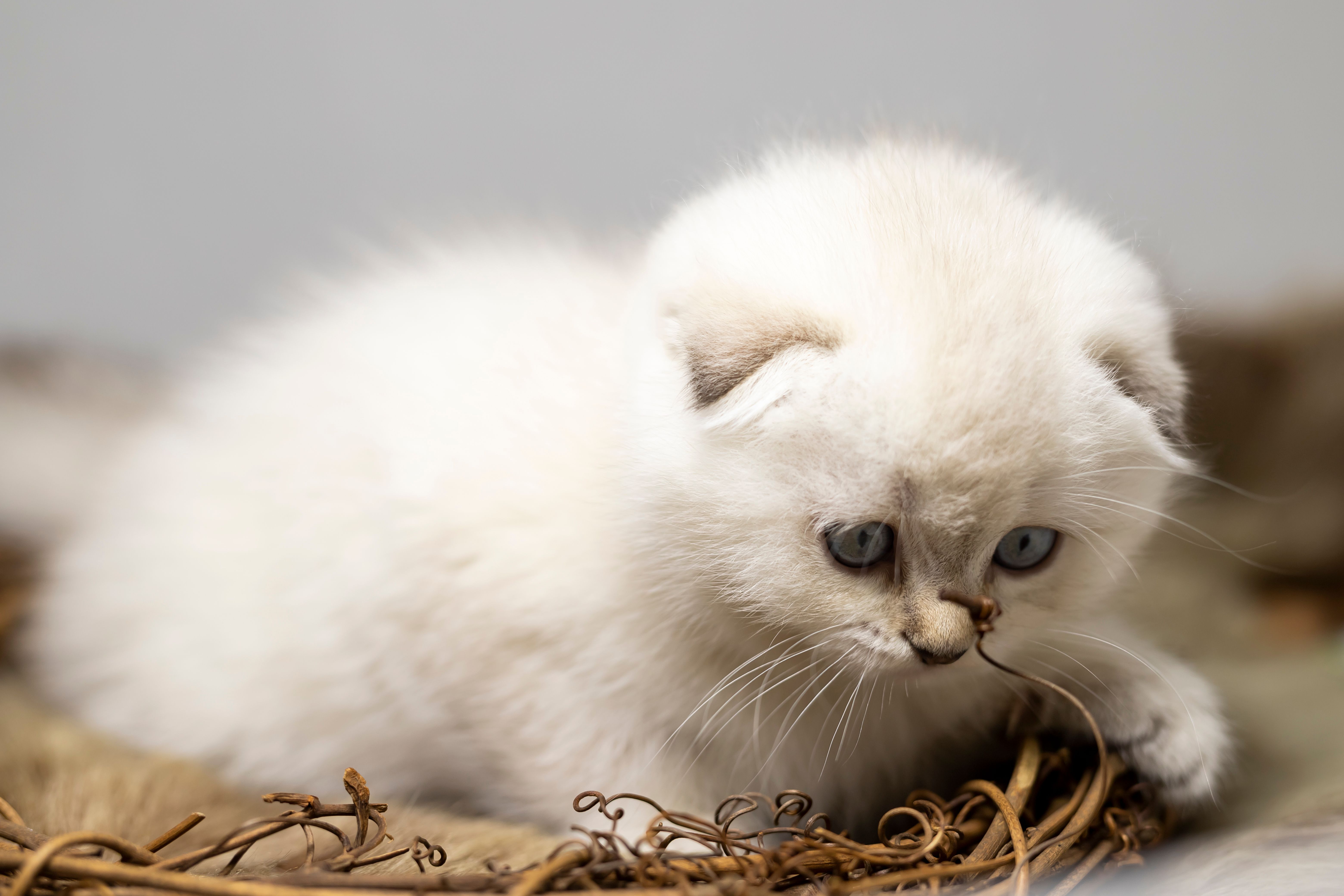 Close-up of a fluffy white kitten with blue eyes in a playful pose.