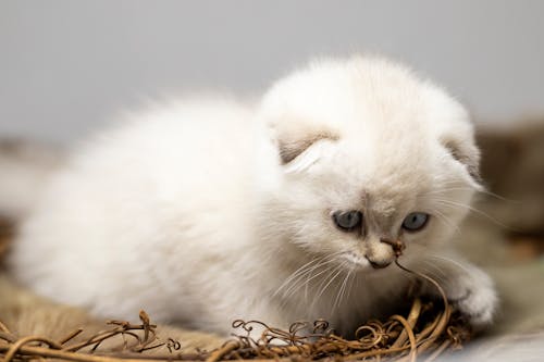 Close Up Shot of a White Cat 