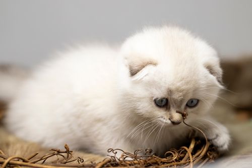 Free Close-up of a fluffy white kitten with blue eyes in a playful pose. Stock Photo