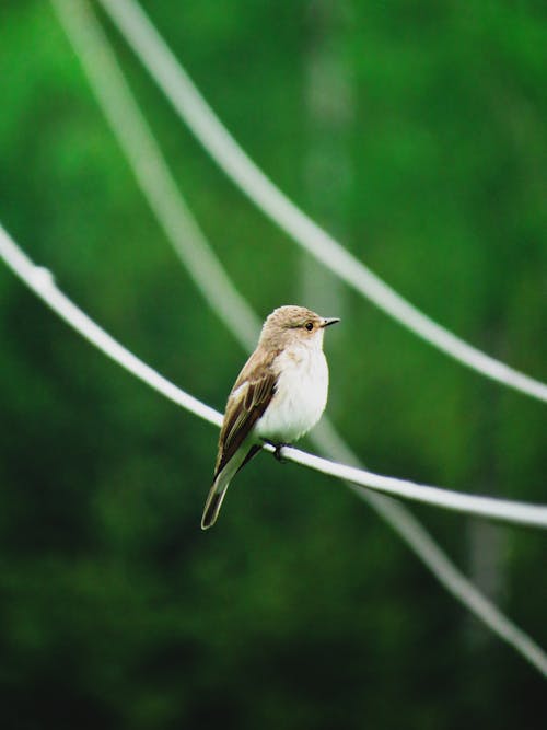 Little Bird Perched on Wire