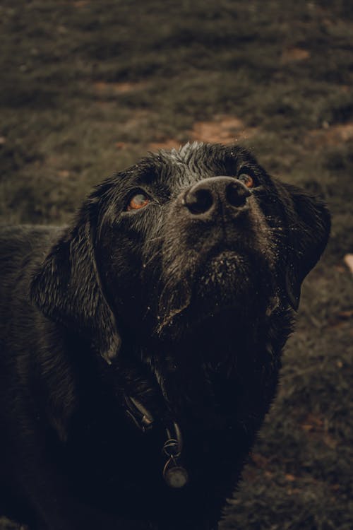 Free Close-Up Shot of a Black Labrador Retriever Stock Photo