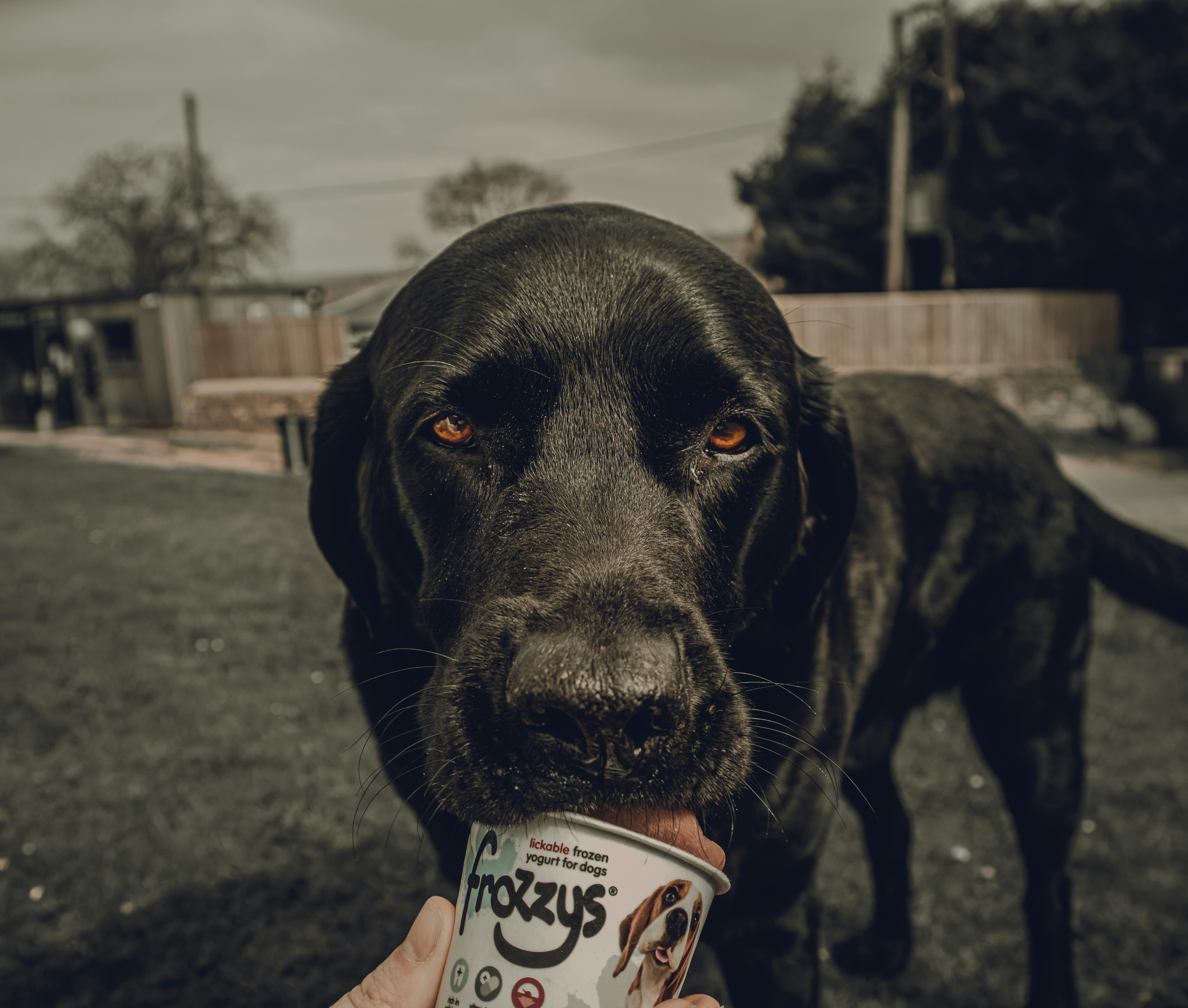 Black Dog Licking Frozen Yogurt in a Cup