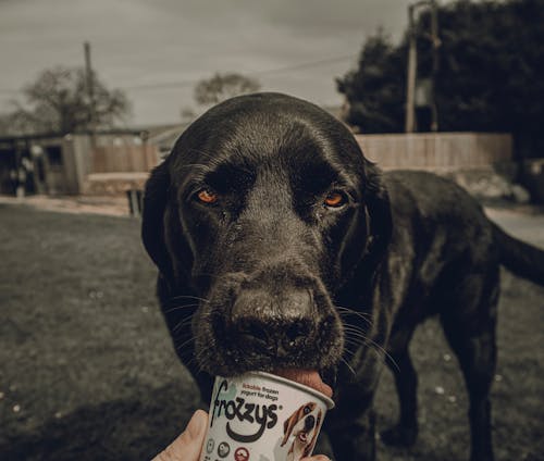 Black Dog Licking Frozen Yogurt in a Cup