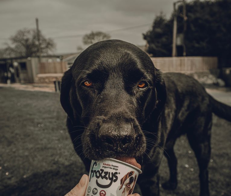 Can Dogs Eat Frozen Treats? Safe Summer Alternatives
