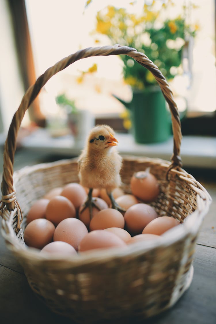 Chick Standing On Eggs 