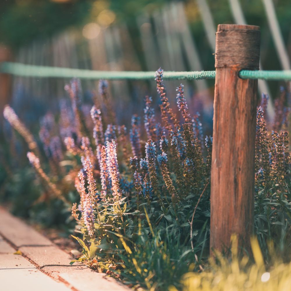Fence and Decking Painting in Golders Green — clean edges cut in around trim and sockets
