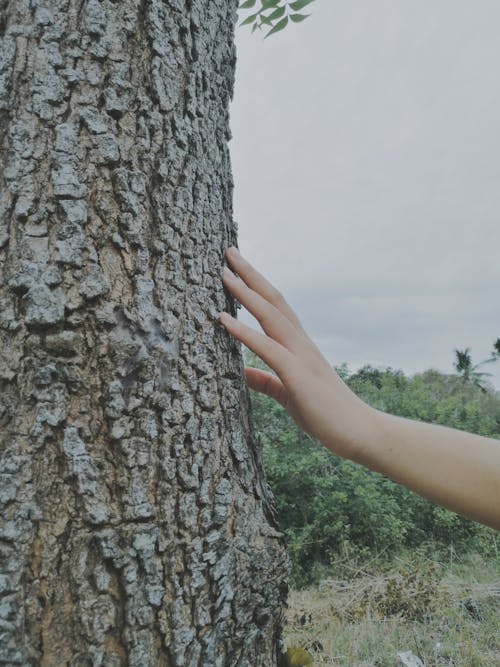 Free Person Touching Tree Bark Stock Photo