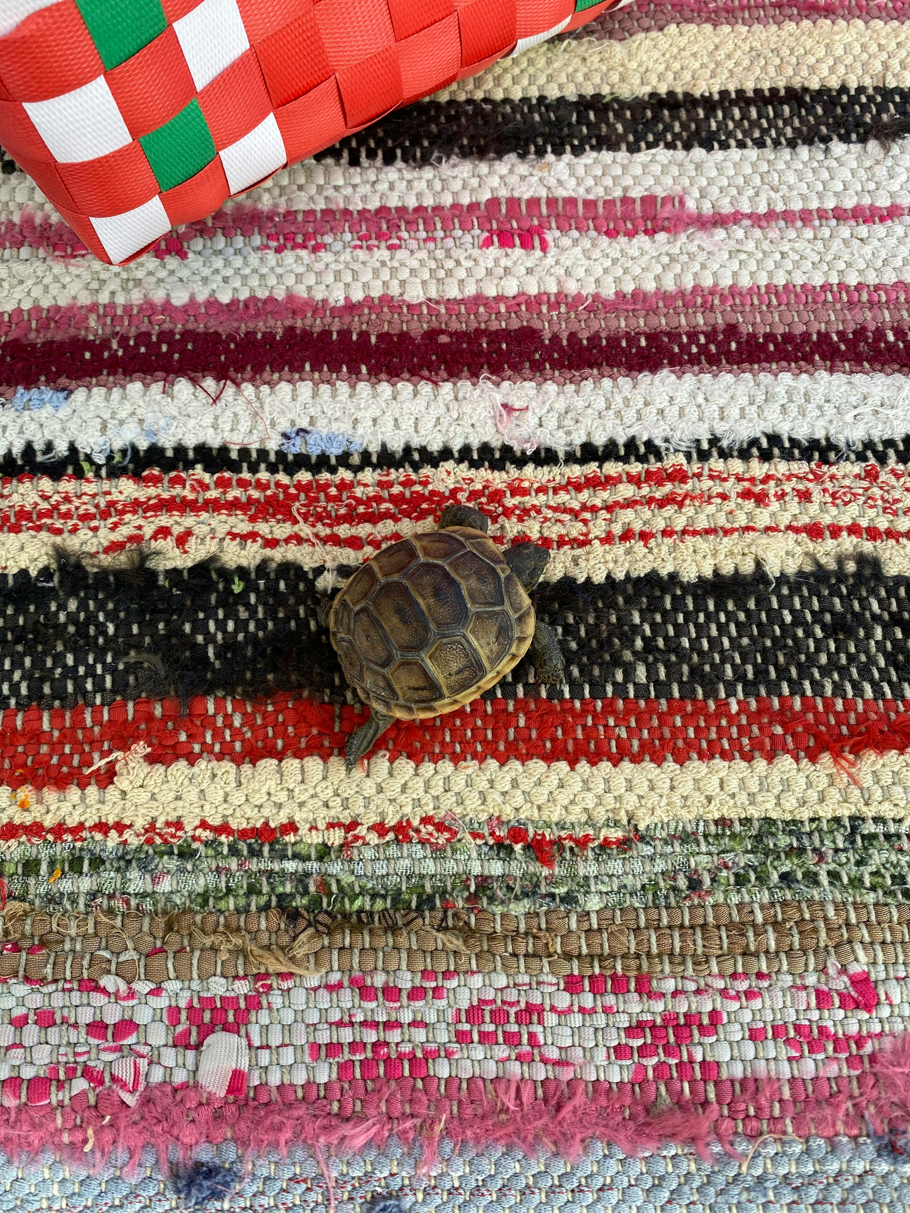 Small turtle crawling in textile rug