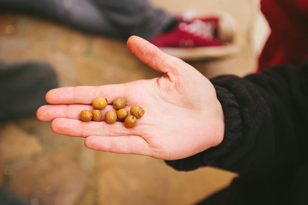 lessive de soude olives - Mettre les olives en saumure et les conserver durablement