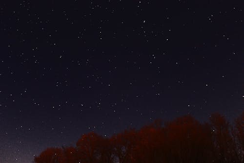 бесплатная Фотография дерева с красными листьями в ночное время Стоковое фото