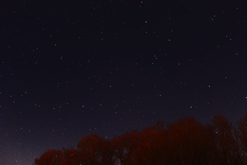 A clear night sky filled with stars above silhouetted trees