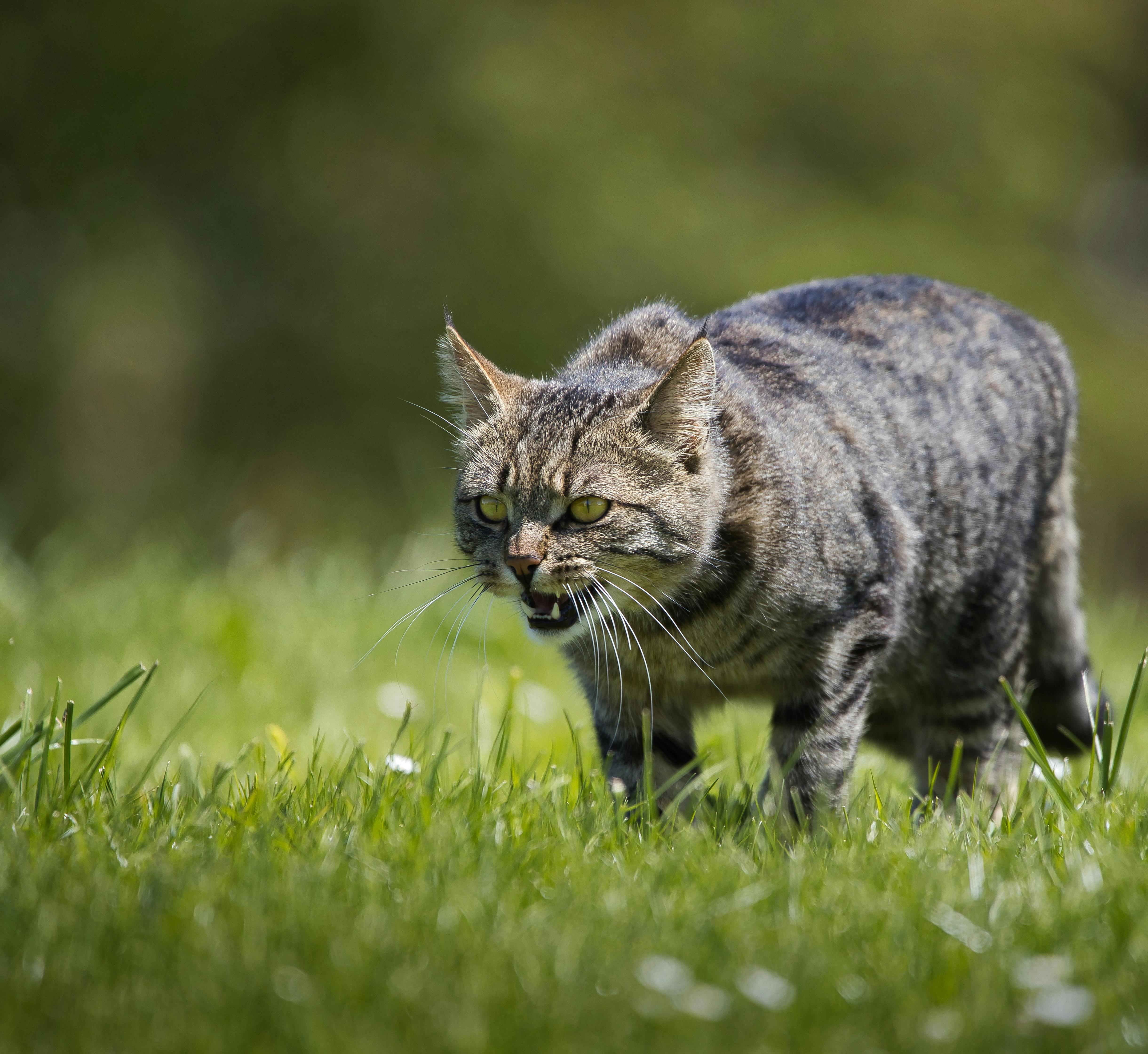 Free Photos  An angry cat