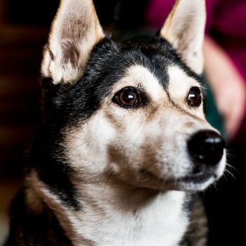 Black and White Siberian Husky