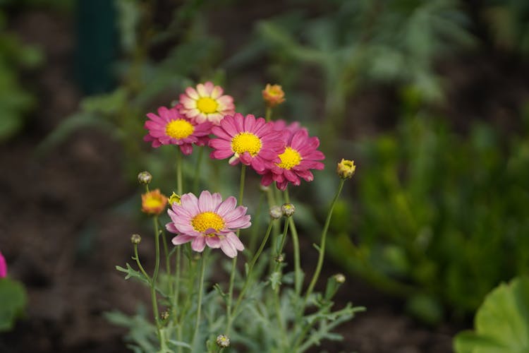 Close-Up Shot Of Blooming Marguerite Daisies
