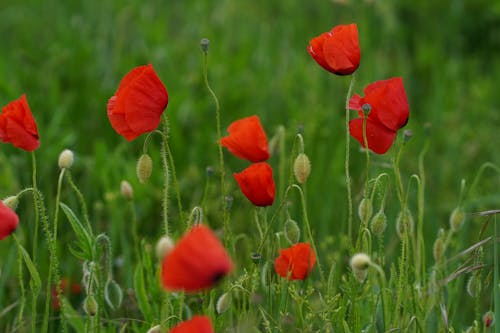 Fotos de stock gratuitas de amapolas rojas, crecimiento, de cerca