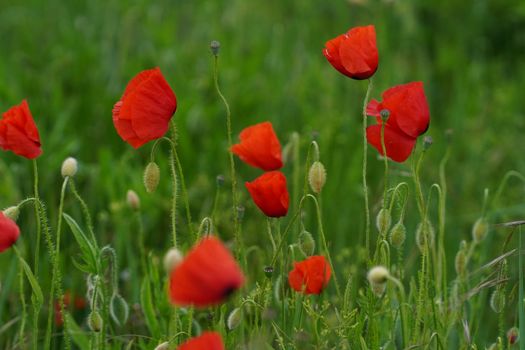 Red Poppy Flower in Bloom