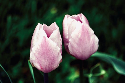 A vibrant close-up of two pink tulips blooming in a lush green background.