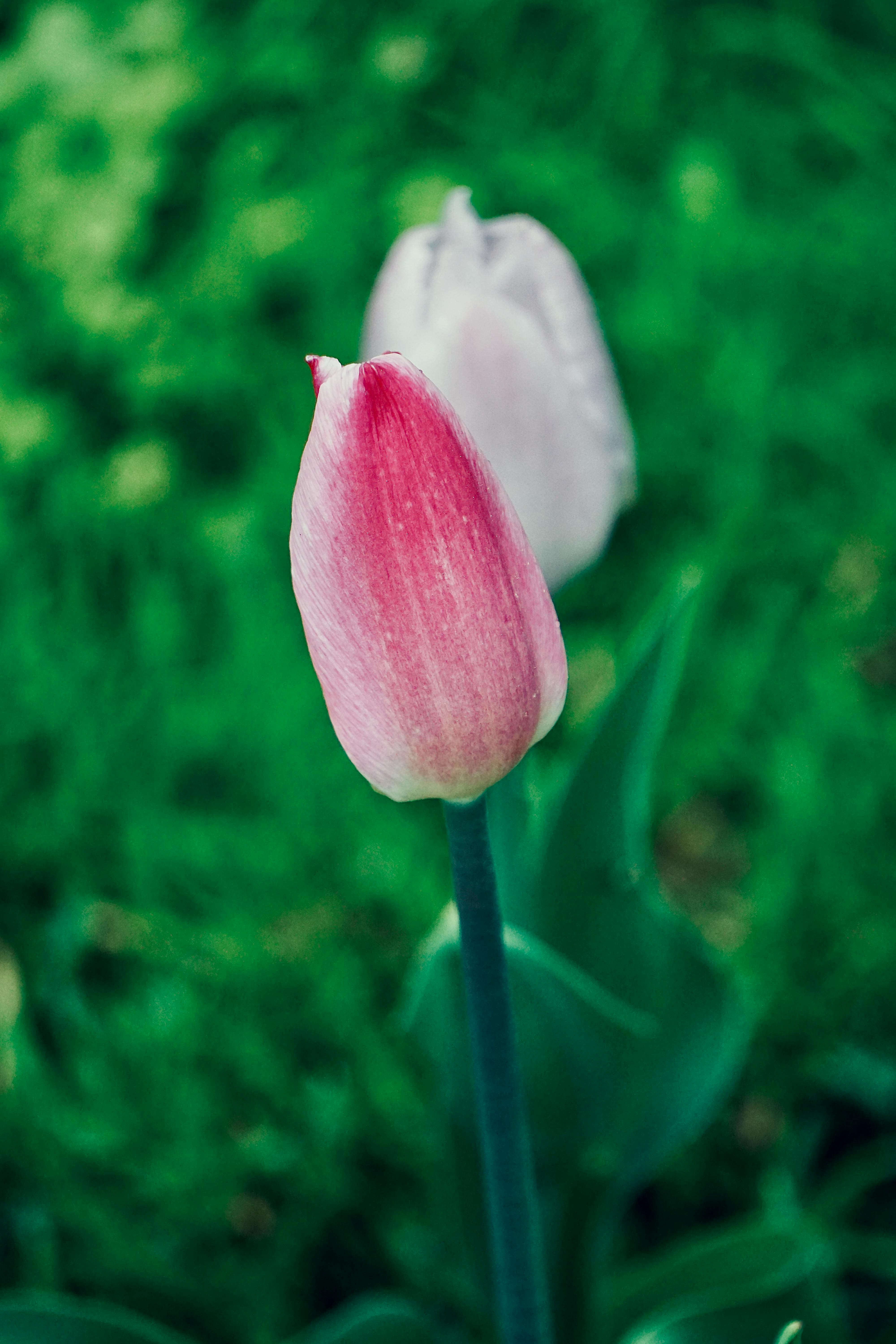 BloomingFlowers, red, rose, blooming, flowering, flowers, bright, girly,  pretty, HD phone wallpaper | Peakpx