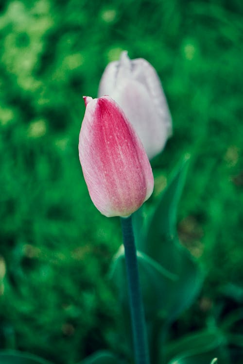 Tulip in Close Up Photography