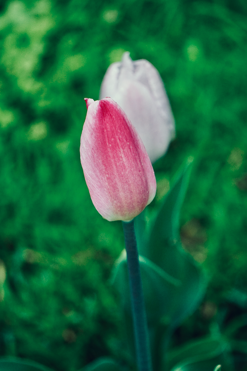 Free Close-up of a vibrant pink tulip blooming in a garden with a soft, blurred green background. Stock Photo