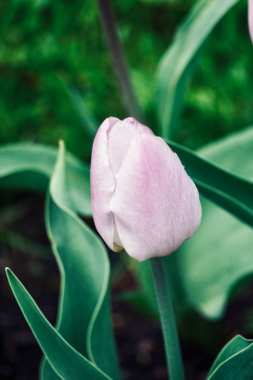 Free A serene pastel tulip in full bloom against a soft green background, captured outdoors. Stock Photo