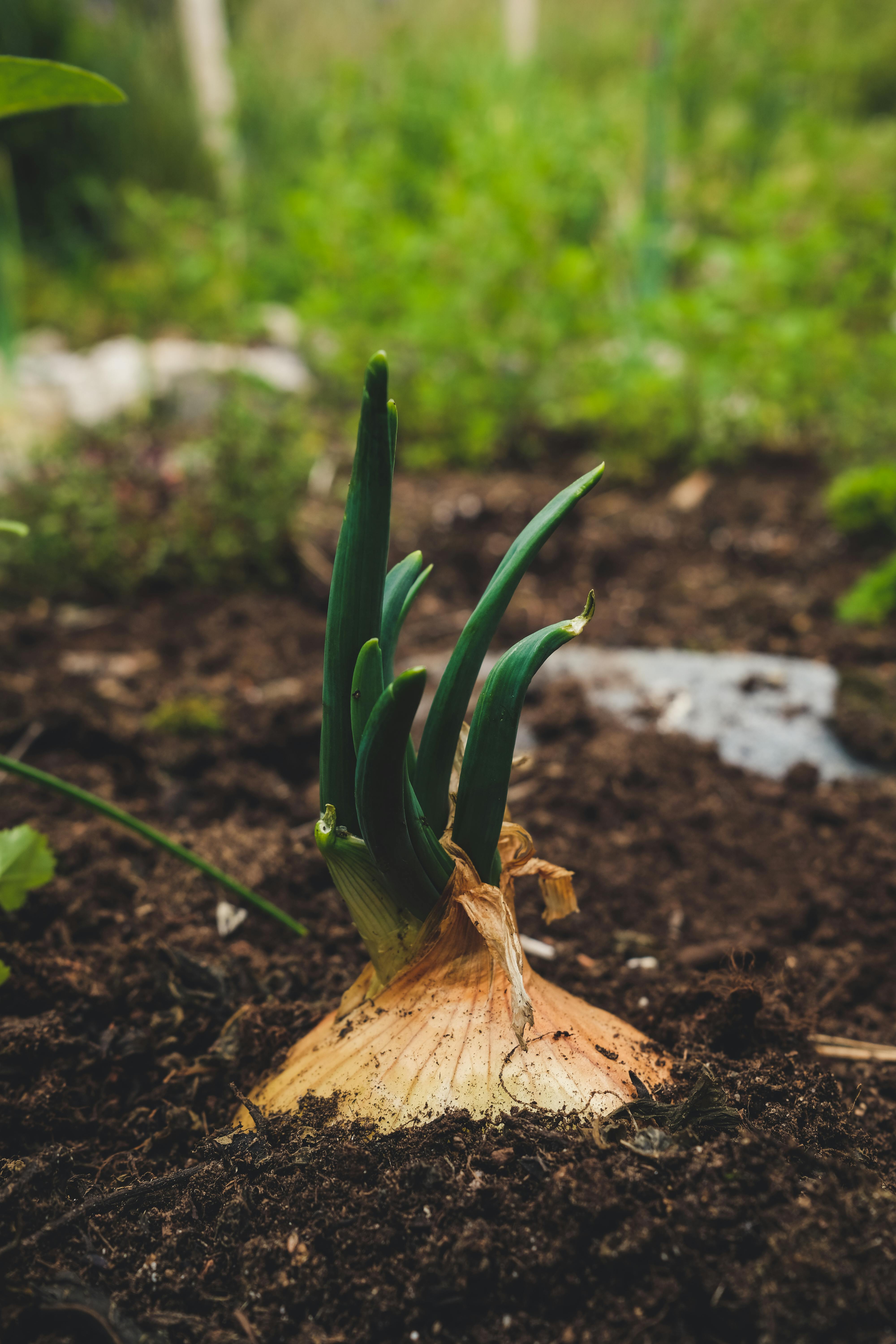 Close-up of a green onion sprouting in garden soil, emphasizing freshness and organic growth.
