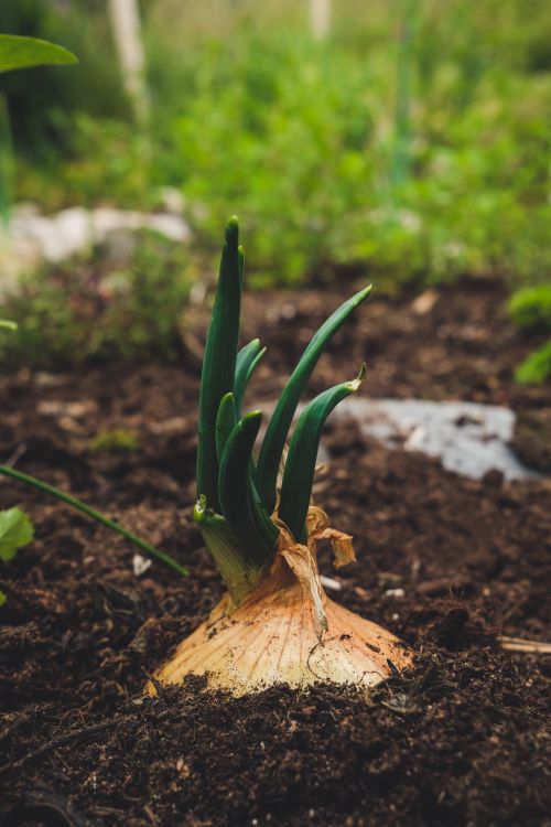 Free Close-up of a green onion sprouting in garden soil, emphasizing freshness and organic growth. Stock Photo