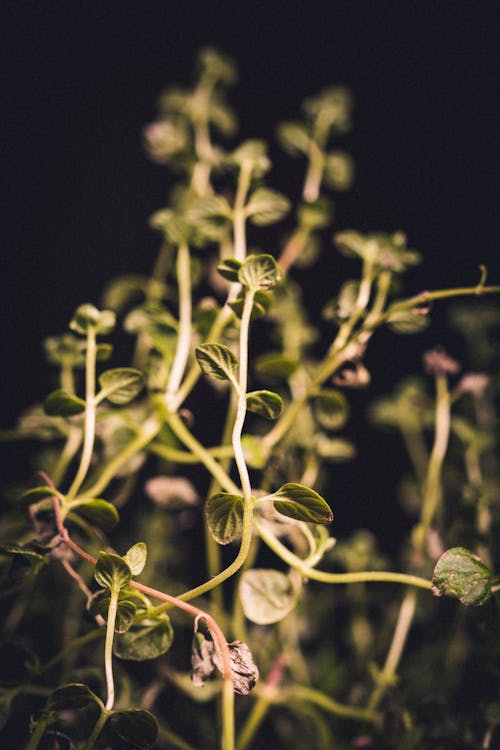 Green Leafy Sprout of Plant