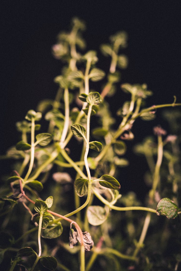 Green Leafy Sprout Of Plant