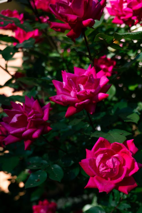 Foto profissional grátis de conhecimento, floração, flores cor-de-rosa