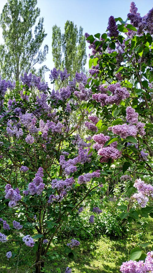 Fotos de stock gratuitas de arbusto, floral, flores