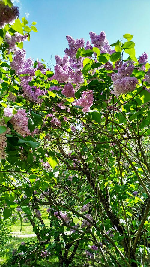 Fotos de stock gratuitas de arbusto, floral, flores