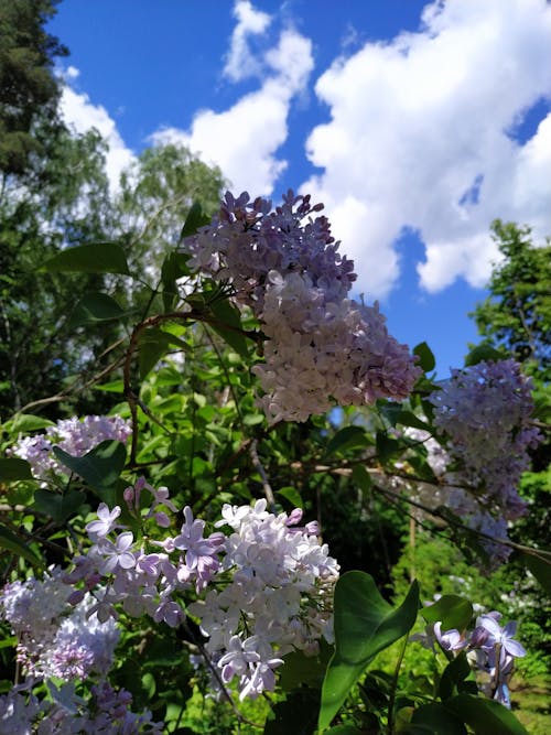 Fotos de stock gratuitas de arbusto, blanco, cielo azul