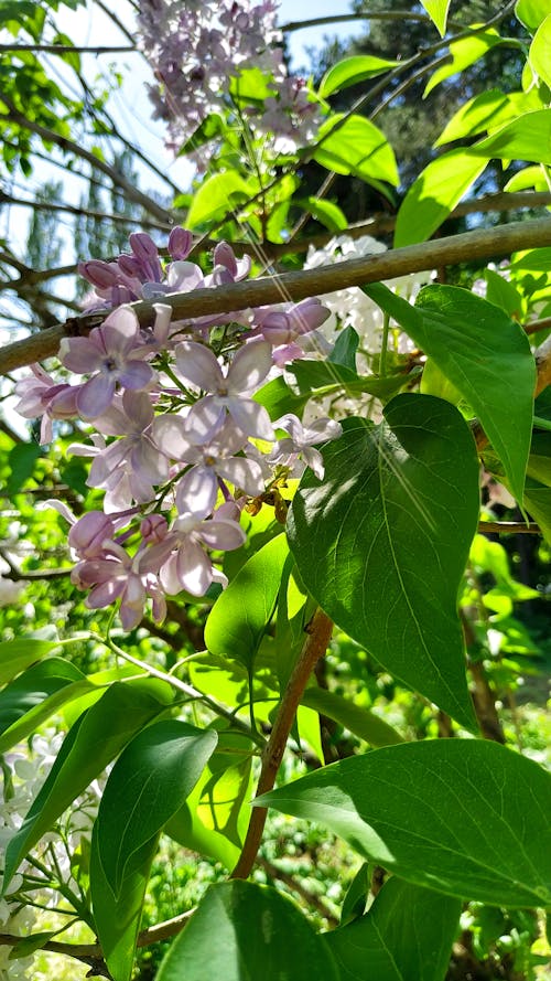 Fotos de stock gratuitas de arbusto, blanco, de cerca