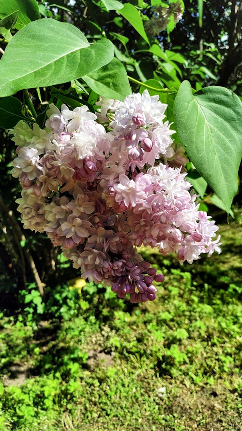 Fotos de stock gratuitas de arbusto, de cerca, floral