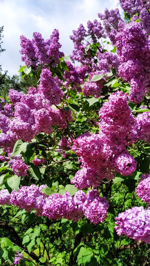 Fotos de stock gratuitas de arbusto, colorido, floral