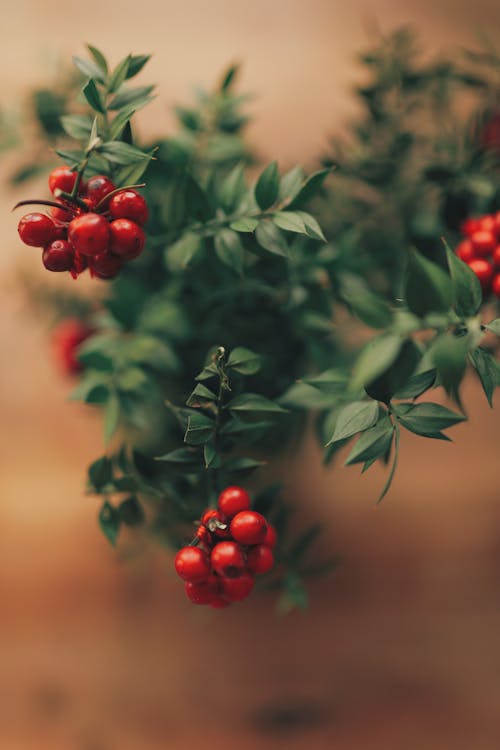 Δωρεάν στοκ φωτογραφιών με rowan, άγιος, δέντρο