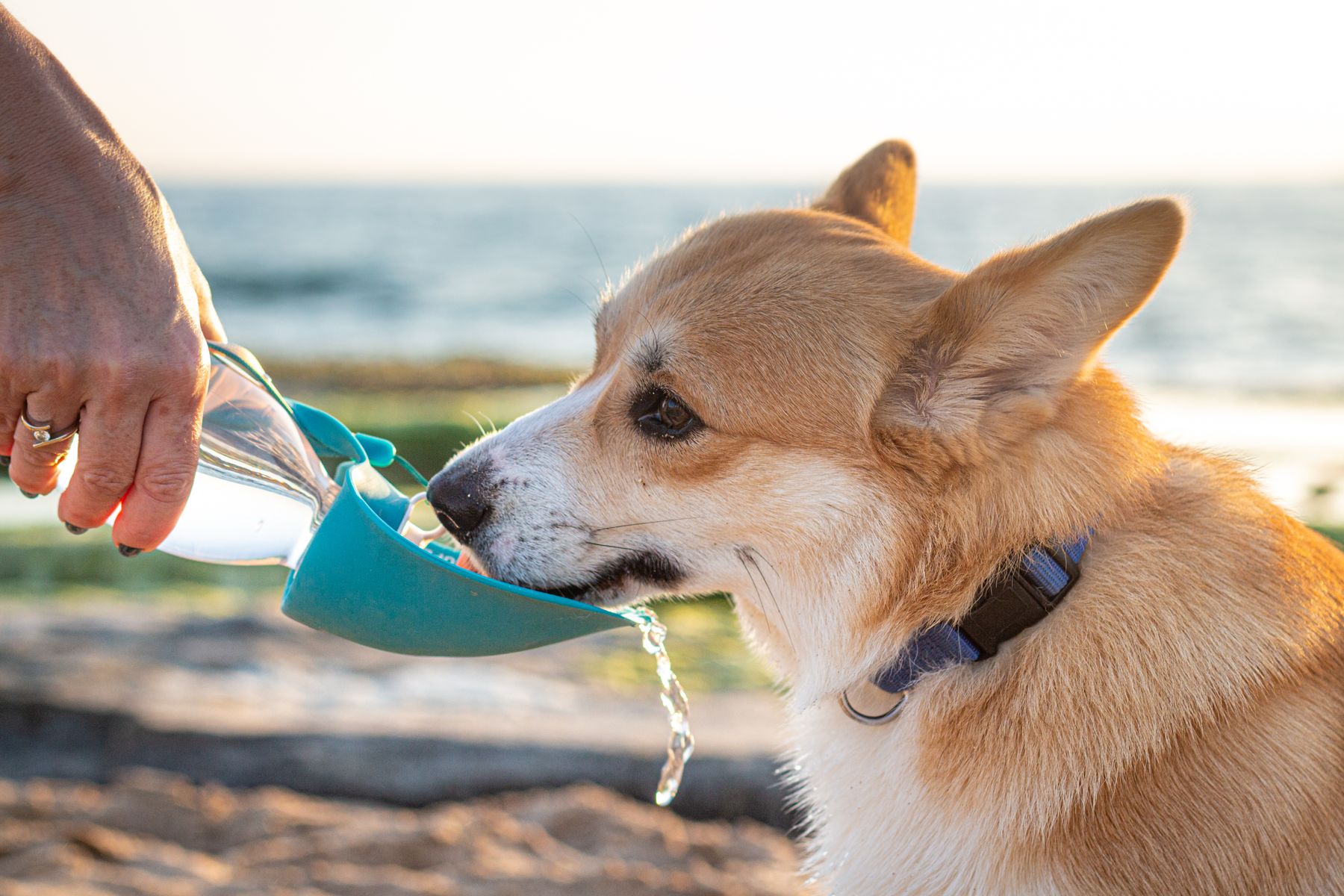 Alert brown-and-white dog drinking from a portable bowl of fresh water