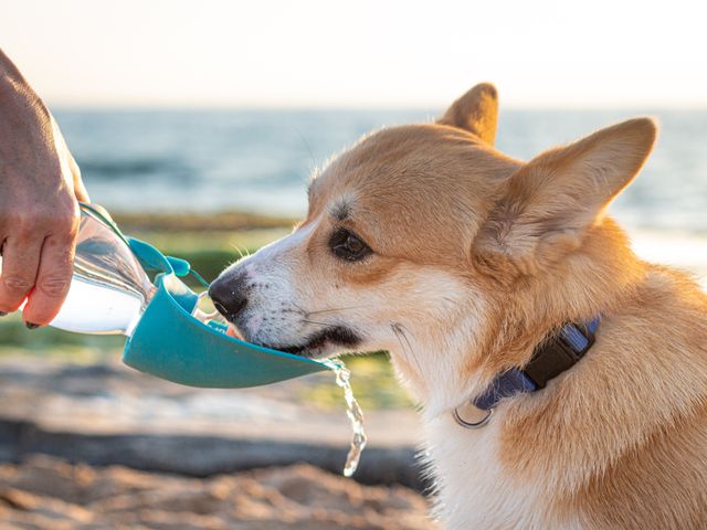Illustrative stock photo: Cibaabo Dog Travel Water Bottle