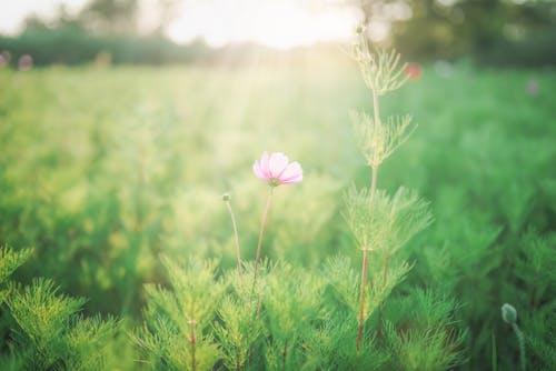 Pink Flower Growing on Field in Sunlight
