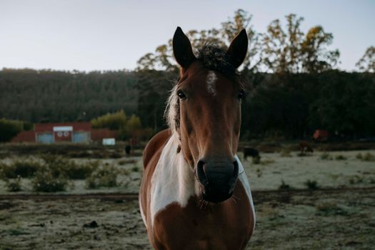 A detailed portrait of a brown and white horse in a serene outdoor environment.