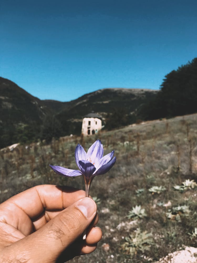 Hand Holding Flower On Mountains Landscape Background