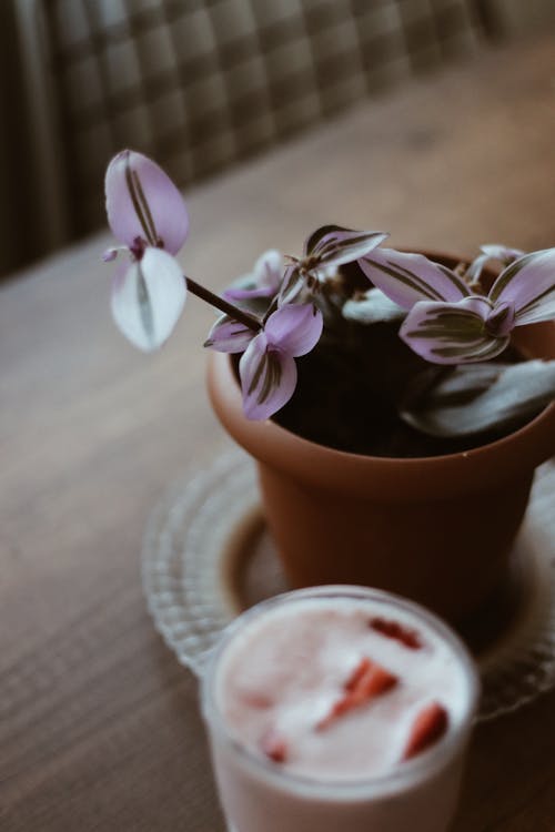 Gratis stockfoto met drinkglas, gepotte plant, natuur